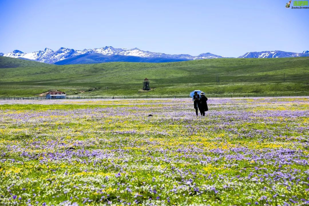 川西若尔盖草原，7月迎来颜值巅峰，温度不到20℃！避暑走起