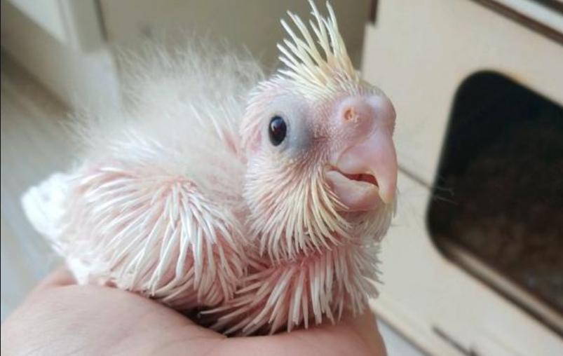 怎么给鹦鹉喂水喝,如何给鹦鹉喂奶粉用针管