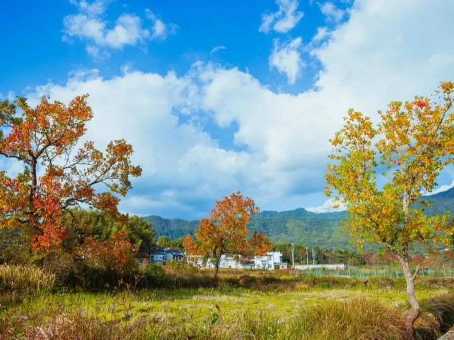 徽州赏秋三日游自驾游攻略,小众徽州赏秋村落