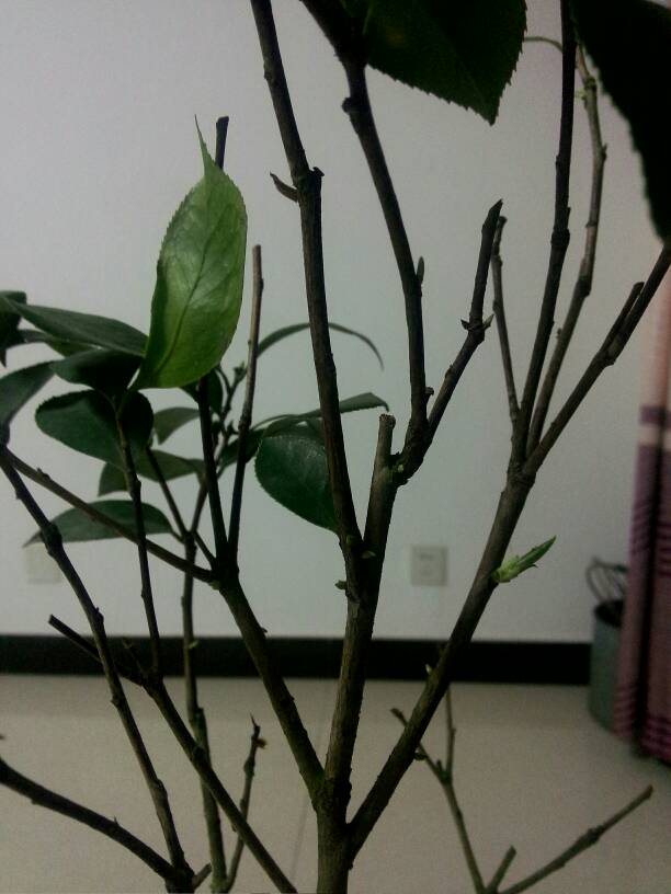 茶花掉叶子是怎么了,茶花掉绿叶子