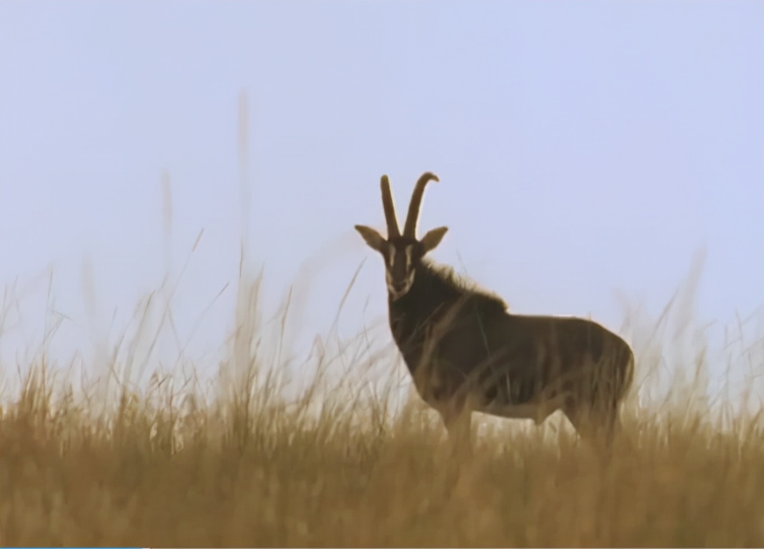 科学家把两头老虎运到非洲，这样的入侵，狮子还能保住地位吗？