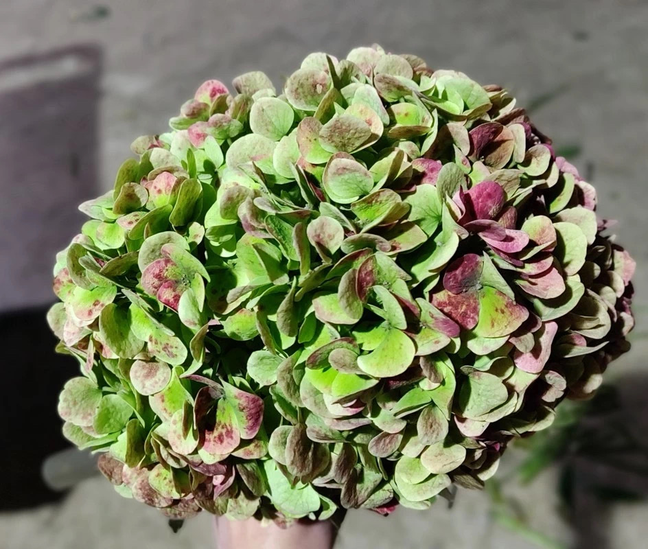 绣球花买回来一天就蔫了怎么办,绣球花彻底蔫了怎么办