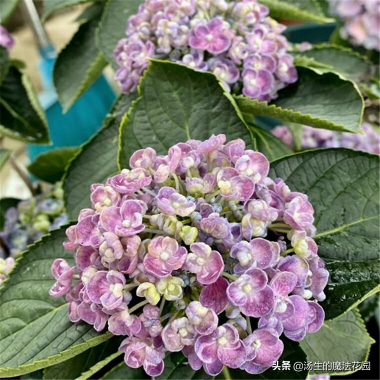 养绣球应该用什么花盆,养绣球花用什么土好