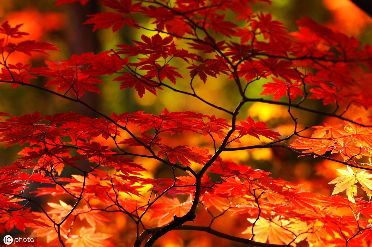 6句诗句经典,十句以上震撼的诗句