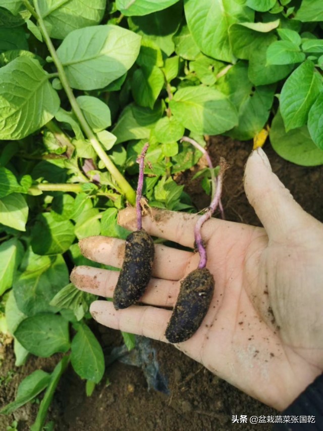 紫土豆怎么种,紫土豆的种类及功效