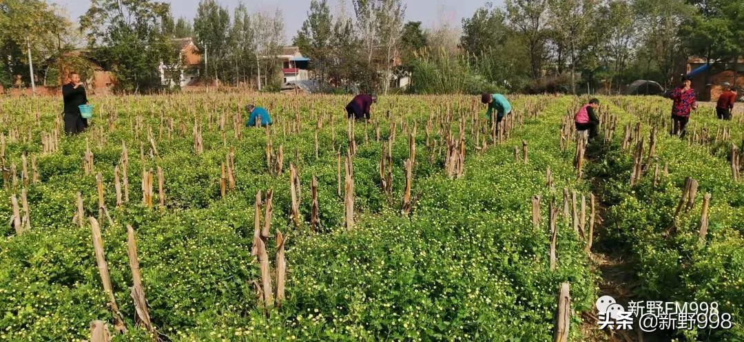 新野杭白菊,杭白菊几月采摘
