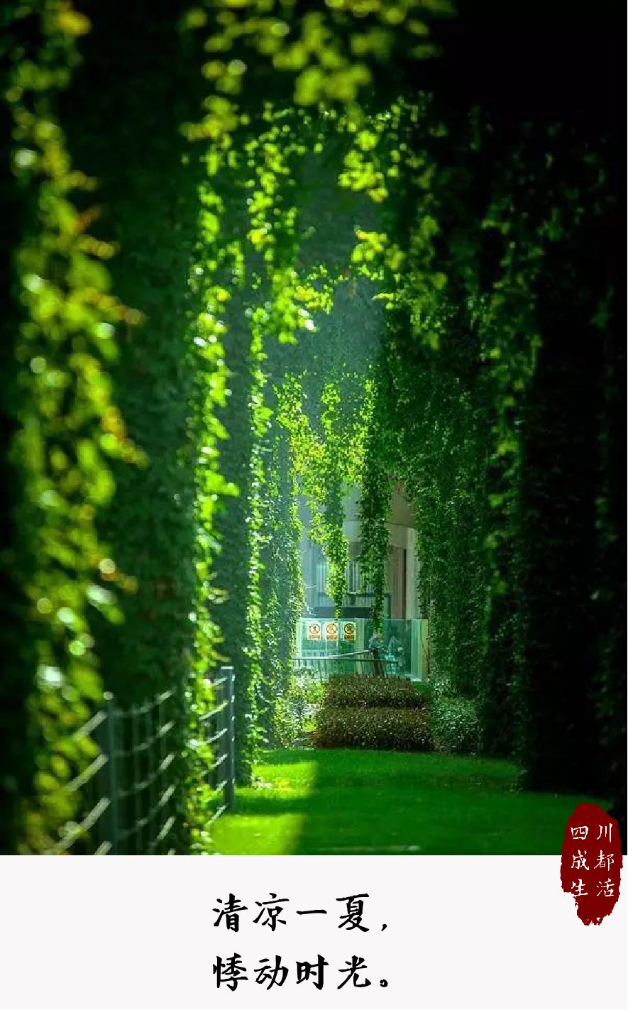 成都二环绿化,成都二环绿植视频