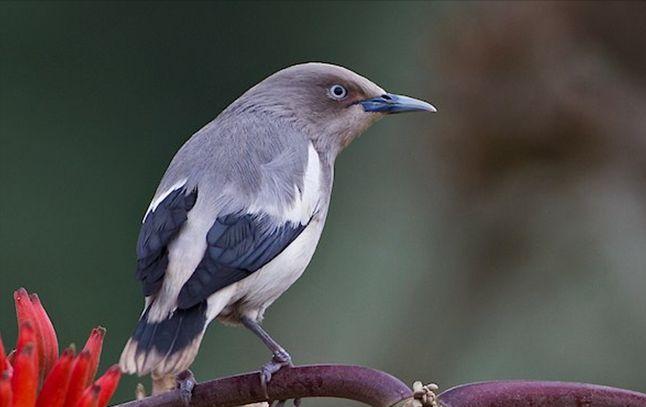 东江揽胜,惠州淡水常见鸟类图谱