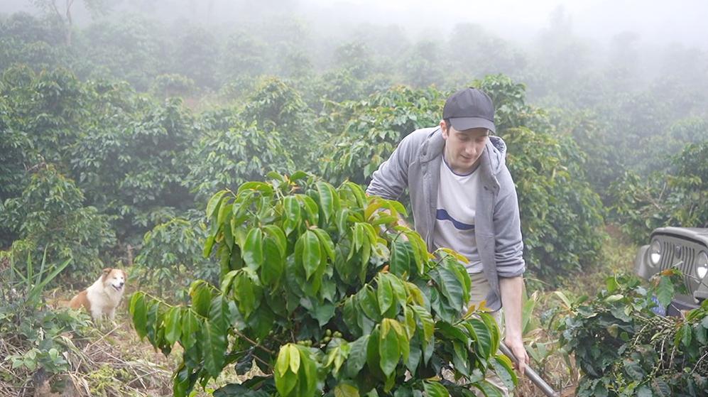 云南咖啡试喝,云南黑咖啡怎么喝才好喝