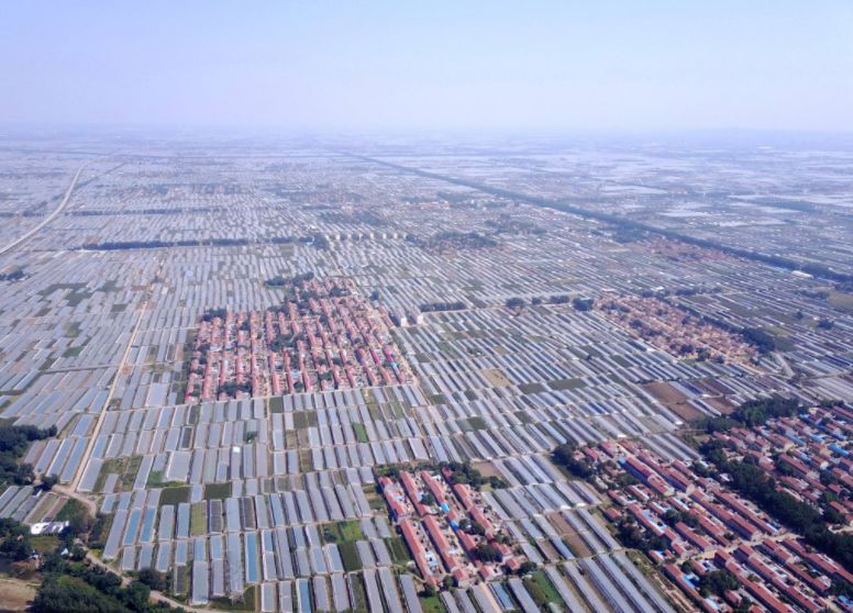 一天能供应武汉2000吨菜!这个地方种菜为什么这么牛?