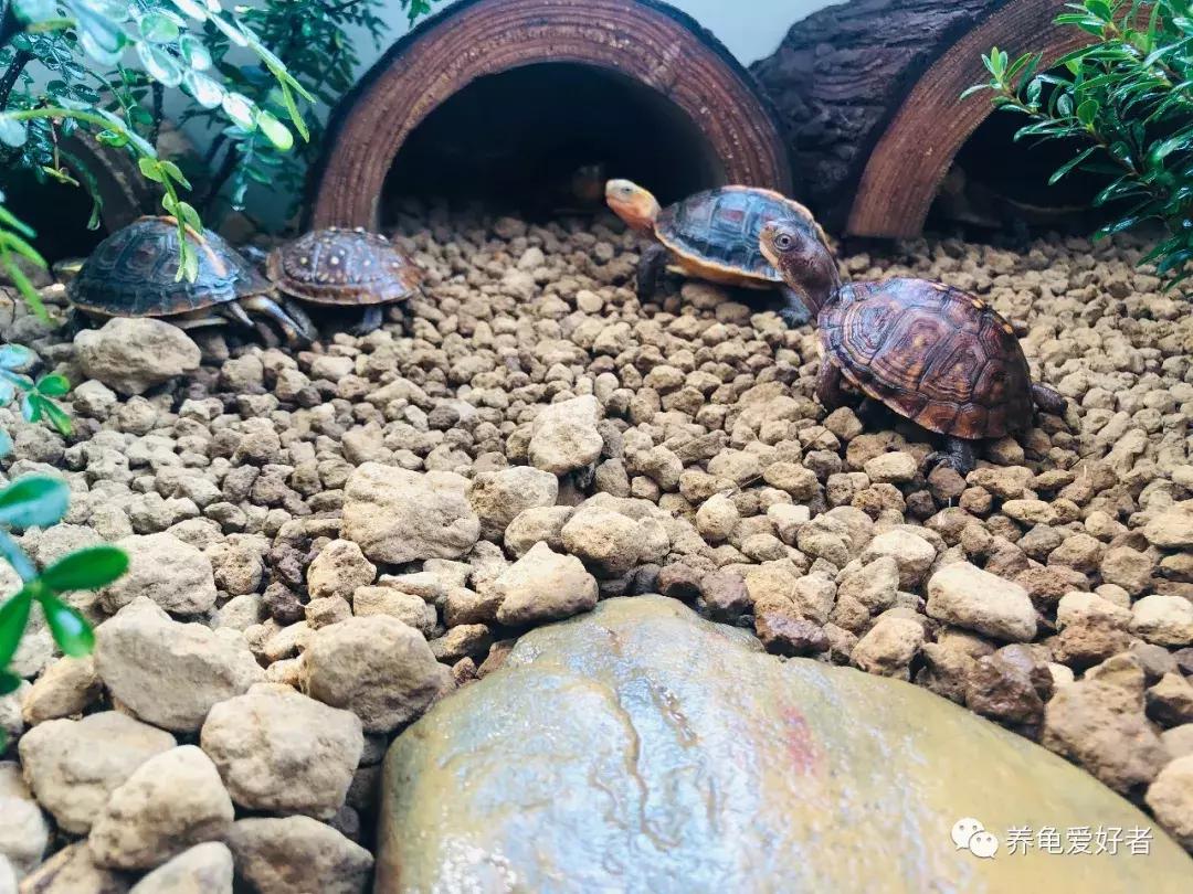 龟什么时候进入冬眠状态,龟大概什么时候结束冬眠