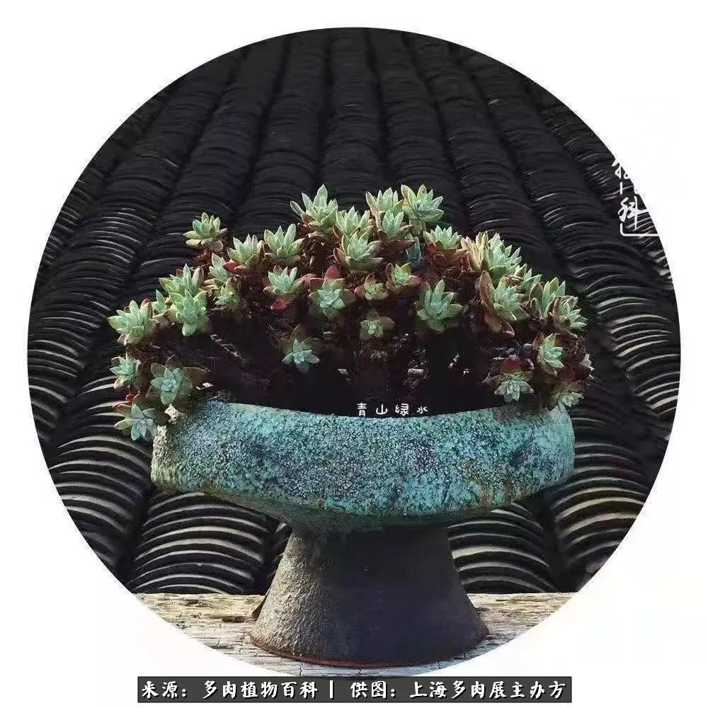 2023多肉展会直播,2023上海多肉植物展