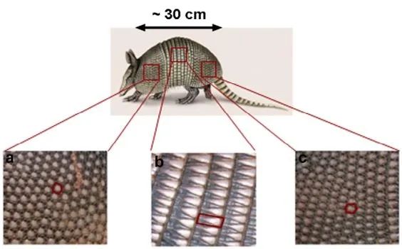 反弹*弹子**、变形、奔跑种交配，犰狳家族还有多少超能力？