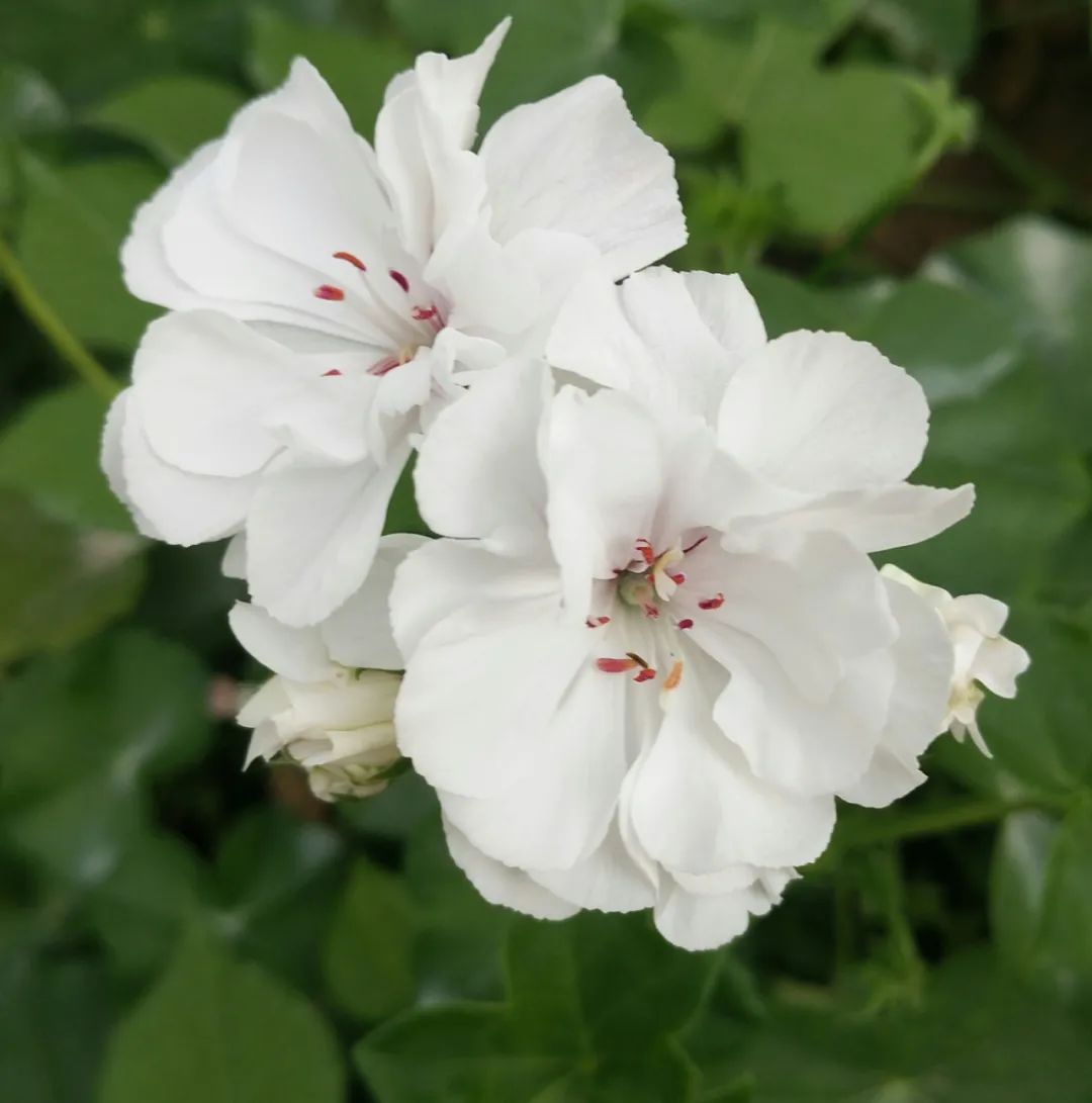 这种花别乱浇水水越多越不开花,这种花不怕冷好养易活