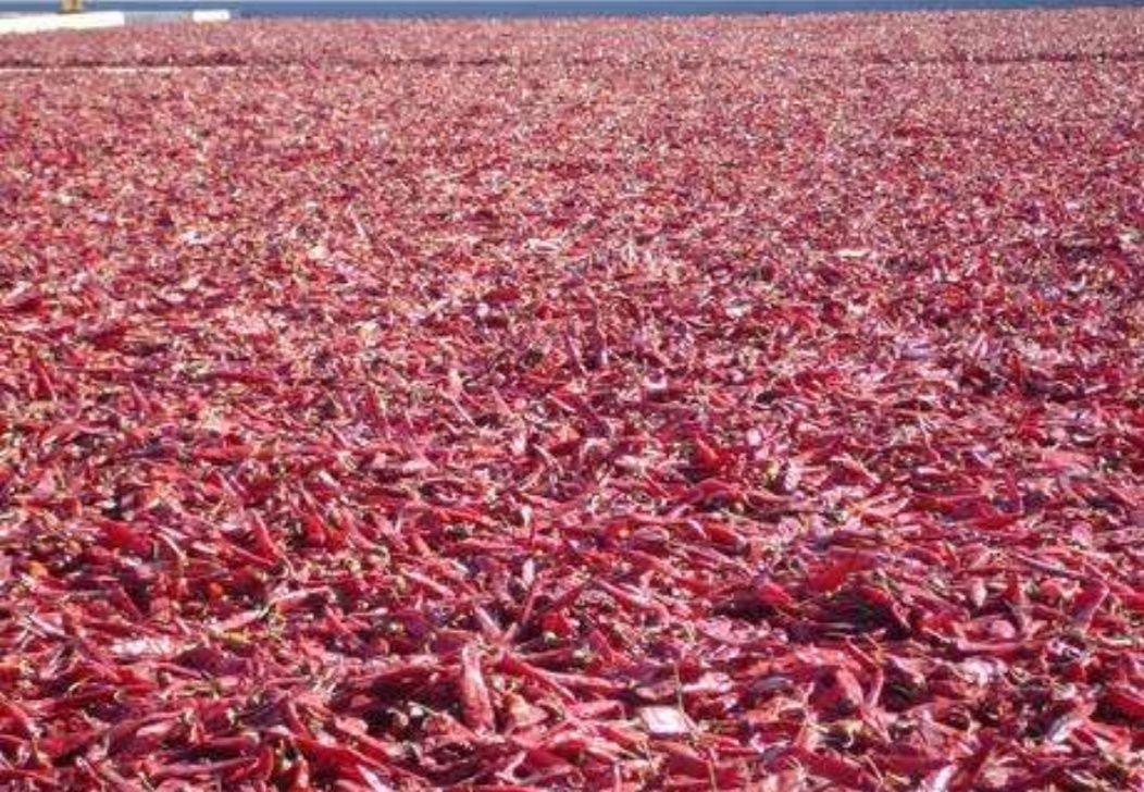 吉林洮南辣椒第一人,中国辣椒第一镇