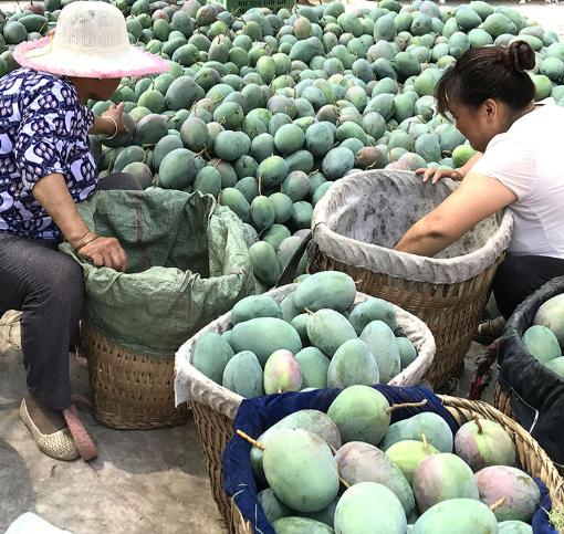 芒果吃饭攻略,芒果驾到