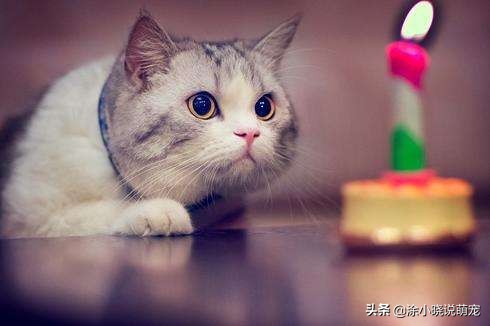 宠物鼻子湿的好还是干的,幼犬鼻子干热怎么回事