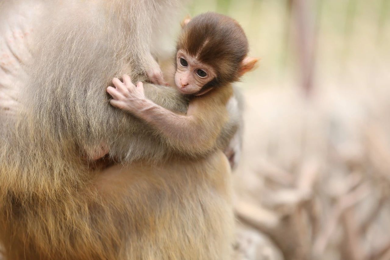 如何跟团自驾南太行挂壁公路,自驾南太行可以不走挂壁公路不