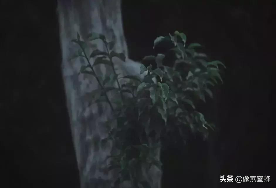 手机拍照新玩法,手机拍照必须这样拍