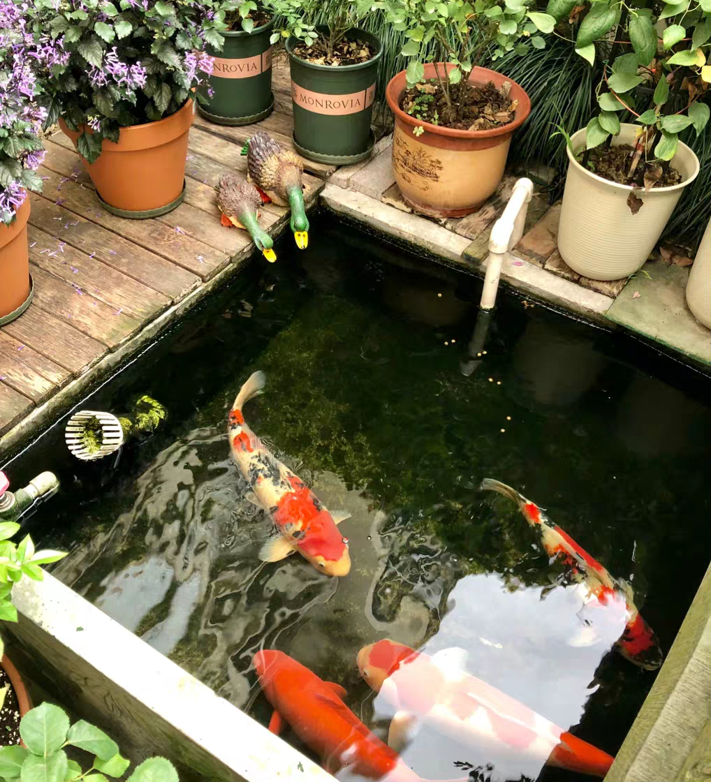 自建缸养锦鲤鱼视频,锦鲤趴鱼池怎么处理