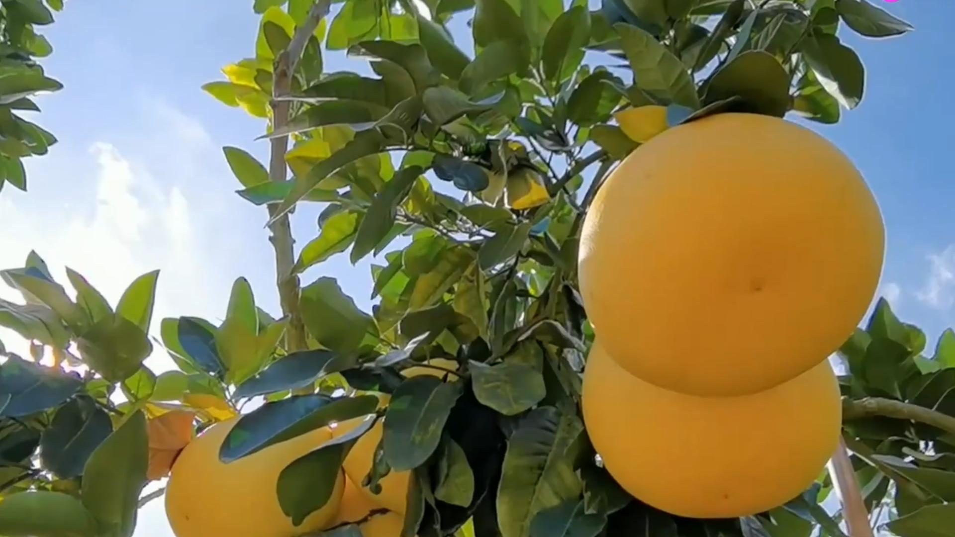 柚子甜不甜在树上就决定了,柚子甜不甜很甜原版视频