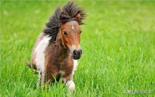 银基动物王国免门票吗,银基动物王国试营业直播