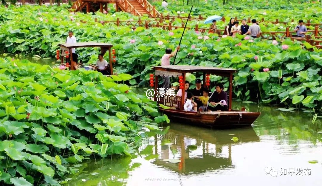 什么是如皋蝶尾,如皋的特点