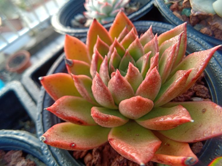 多肉植物成功授粉后，“这些”要点一定要注意