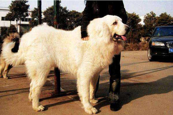 大白熊禁养原因,大白熊犬被禁养