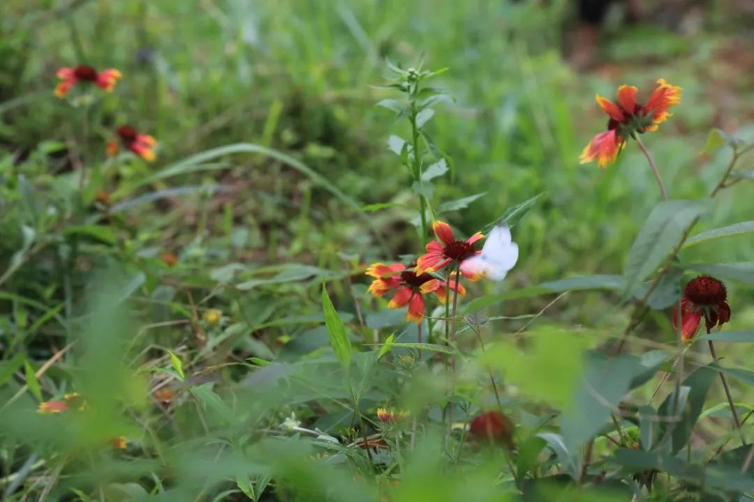 贵州黄岗侗寨优美视频,黄岗侗寨全景视频