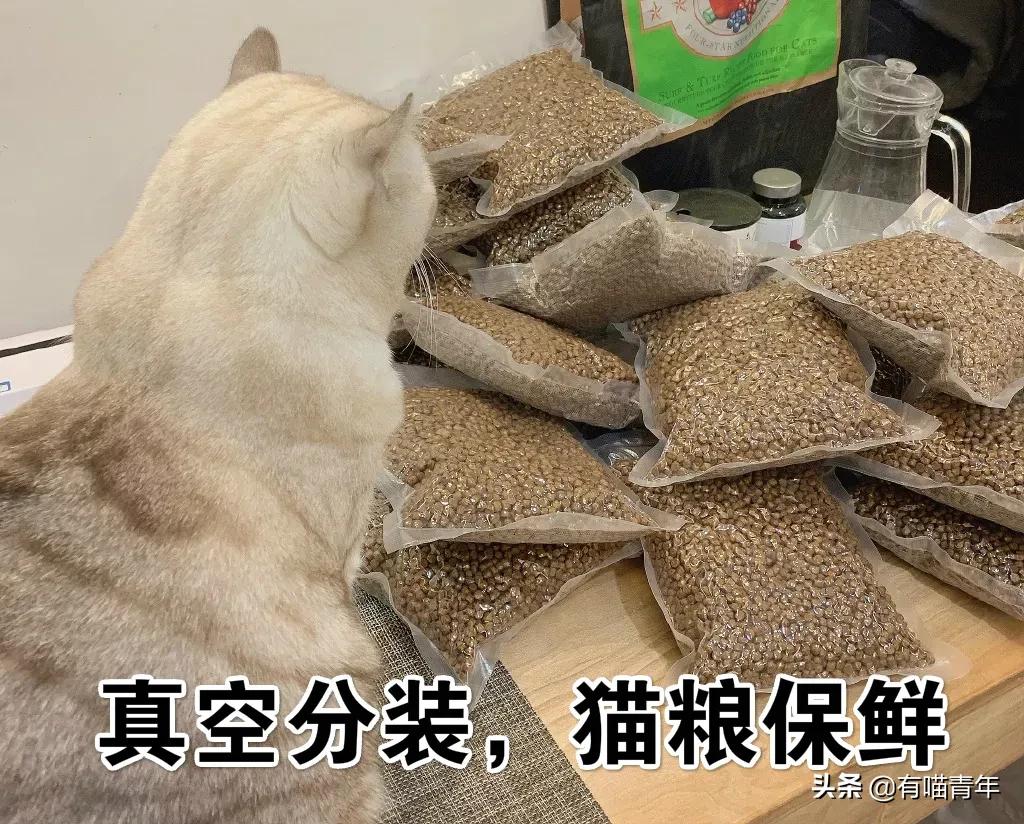 我给猫花的冤枉钱，能在广州买一套房