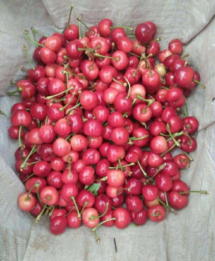 国产大樱桃为什么不叫车厘子,外国的车厘子是不是中国的大樱桃