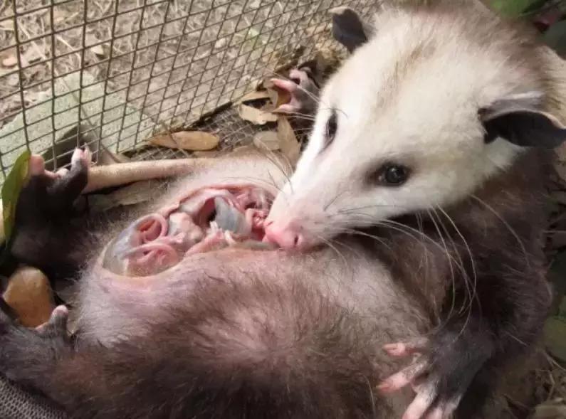 杀死装死的北美负鼠,会装死的猫