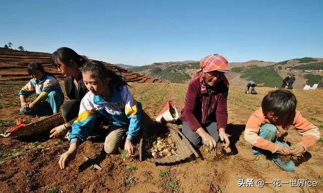 现在卖12元1斤生猪亏本吗,农民养猪90元一斤