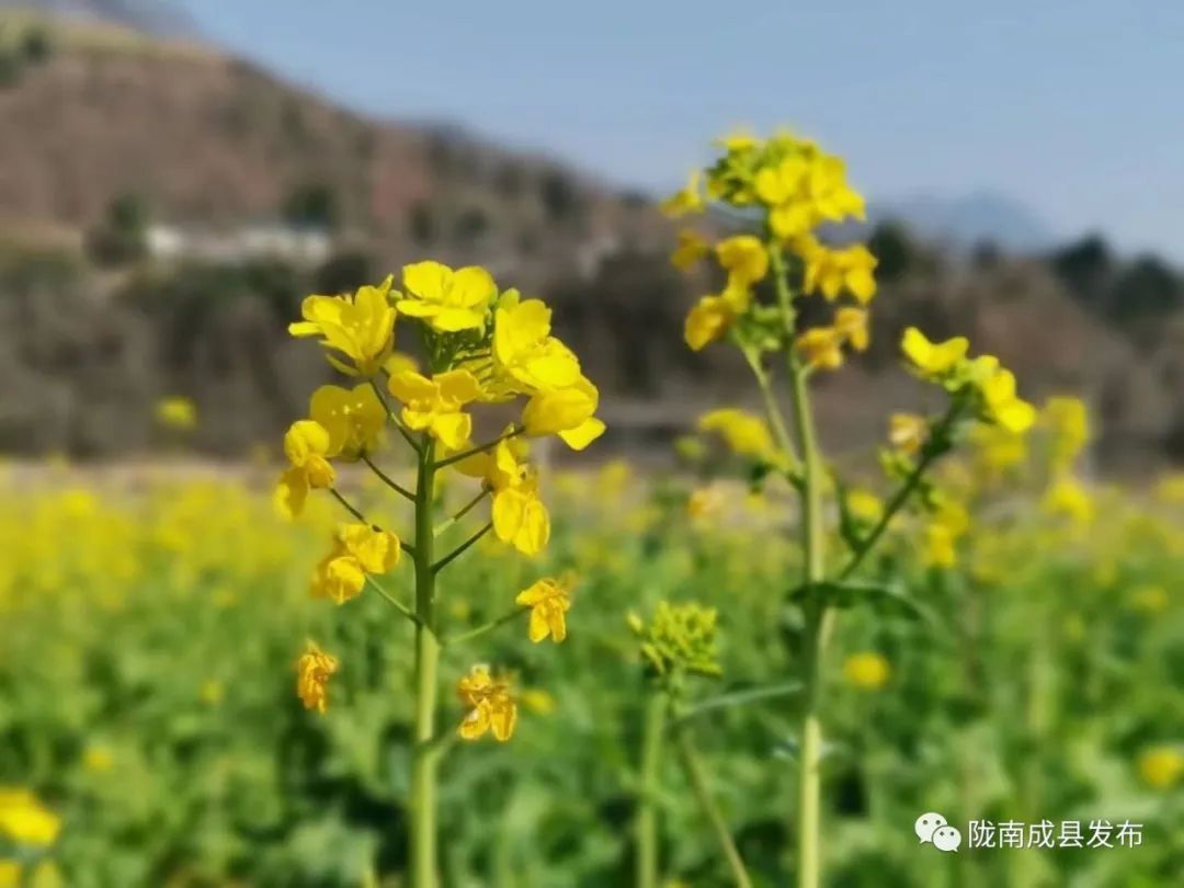 重逢——复苏的成州