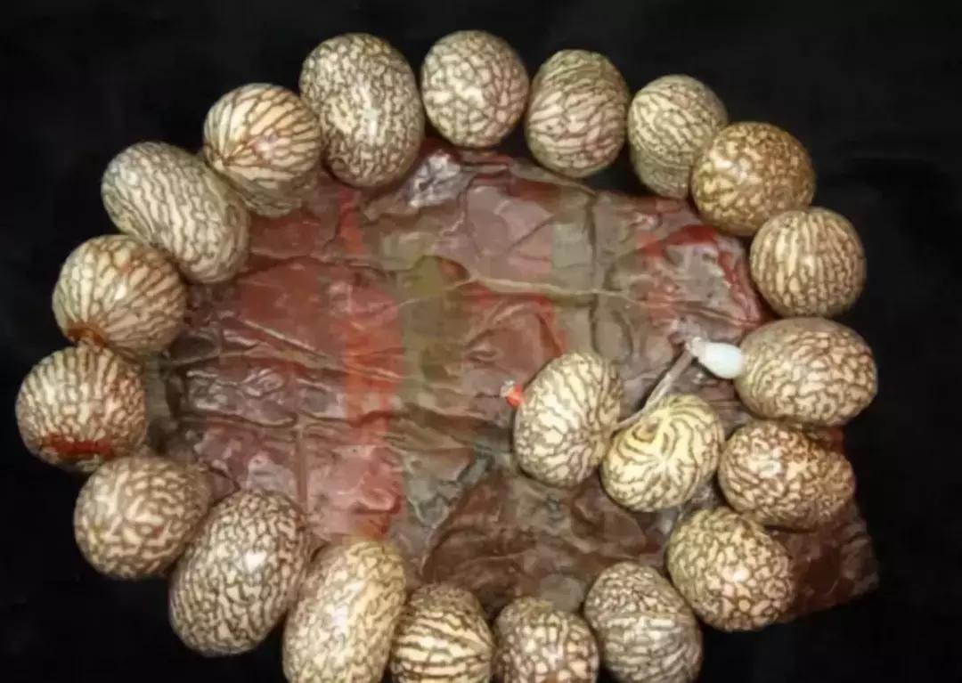 最全的菩提子图解太美了,最好的菩提子