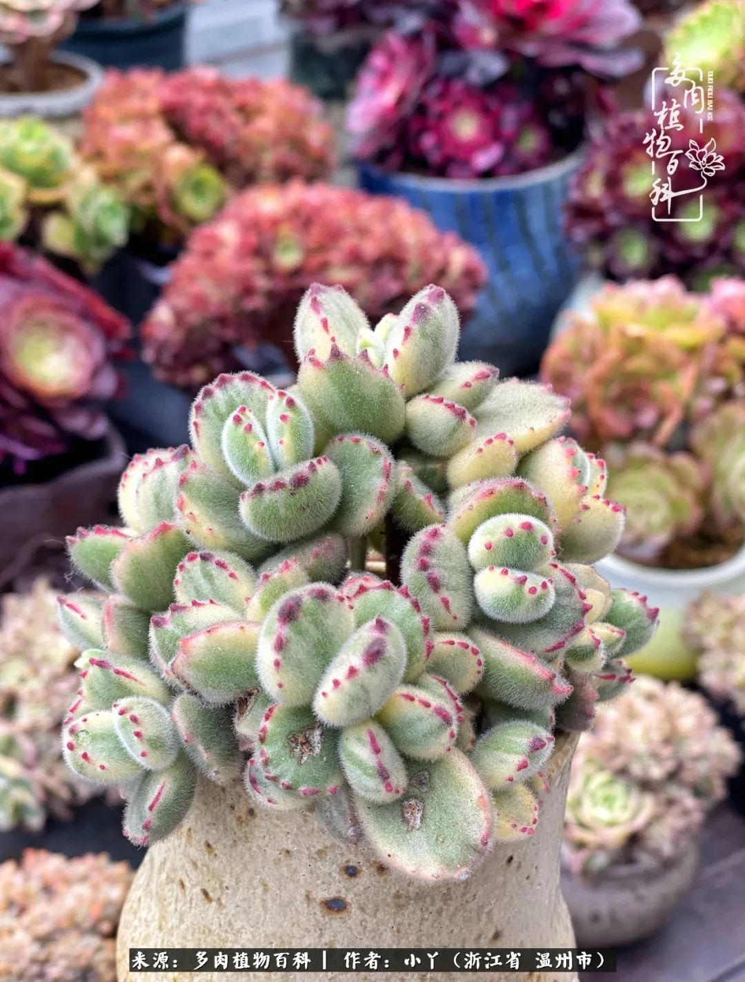 祖上无院家里无矿，一腔浪漫情怀付诸楼顶造花