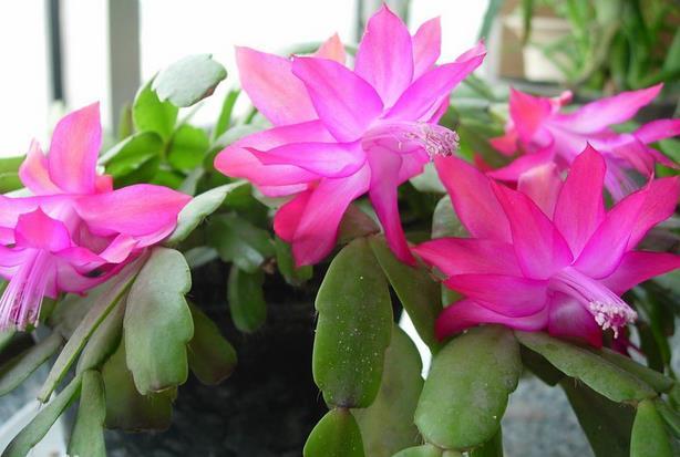 开花超美de仙人掌三千金：蟹爪兰、仙人指、假昙花，你能分清吗？