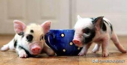 茶杯猪有多幸福,茶杯猪是什么样的猪