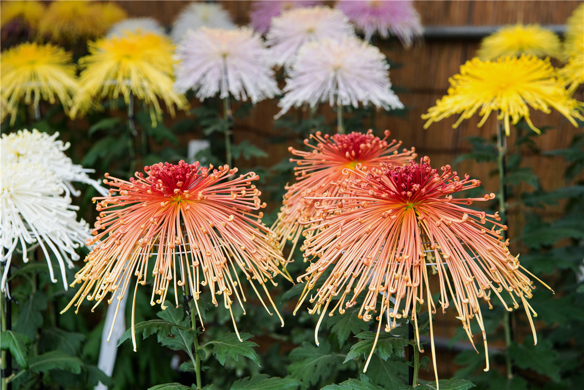 苏州秋天有什么好玩的,苏州秋天去哪里玩