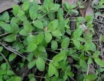 整合——28种青草药,赶快收藏备用!