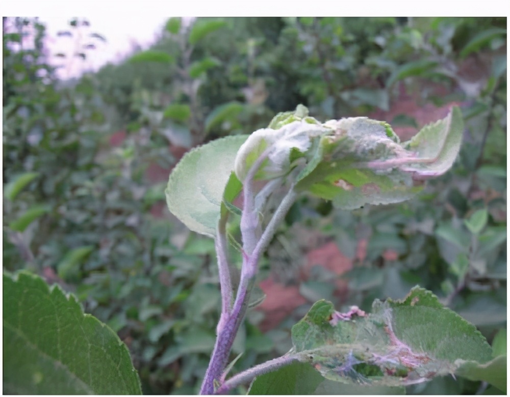 苹果蠹蛾主要危害如何防治,苹果卷叶蛾防治方法