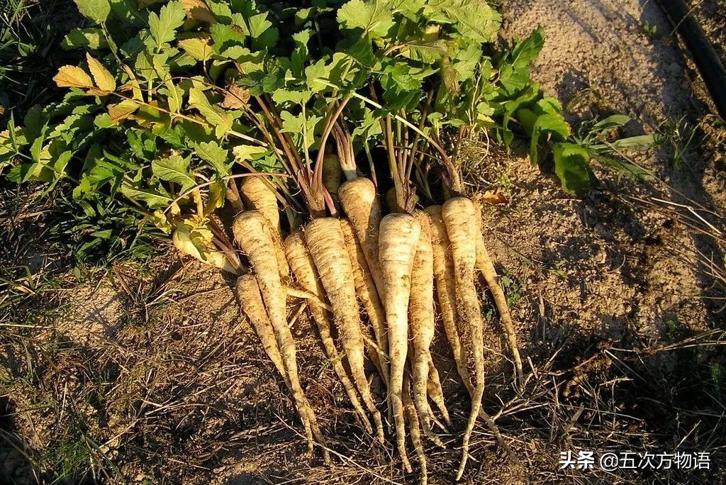 欧洲十大奇怪蔬菜 (欧洲冷门蔬菜)