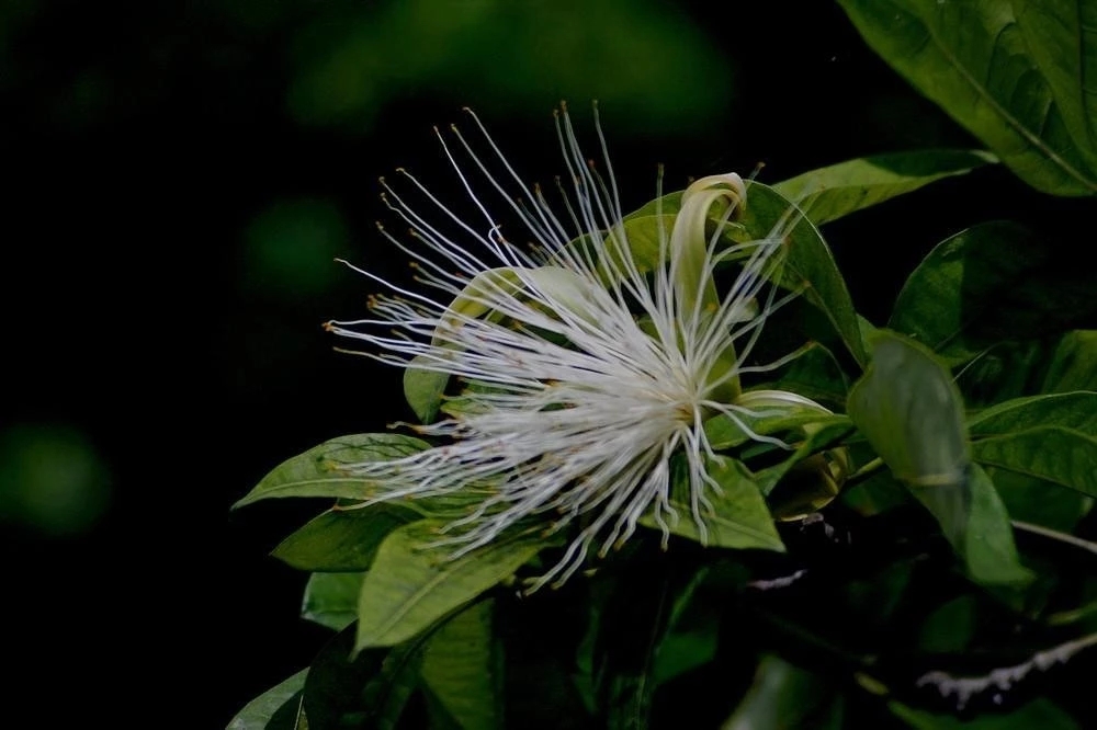 想让发财树长高怎么办,发财树怎么浇水才能活得更长