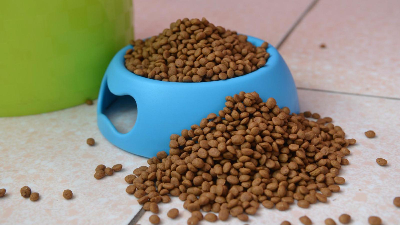 给猫留了几大盆猫粮,给猫咪留了很多猫粮