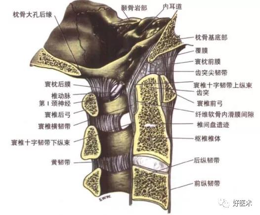 90条韧带的精细解剖、起止点及分布走形，收藏走起