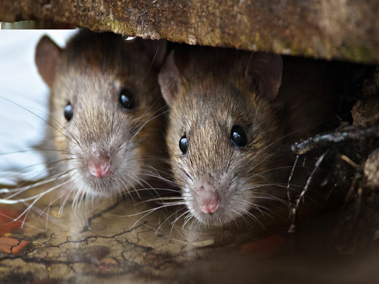 大连蛇岛20000条毒蛇吃什么,中国大连蛇岛蛇是怎么形成的