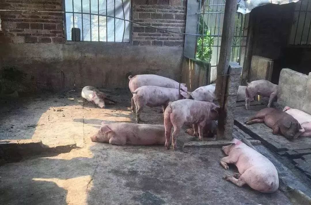 快看!非洲猪瘟终于找到有效的预防方案了,大户都是这样做的
