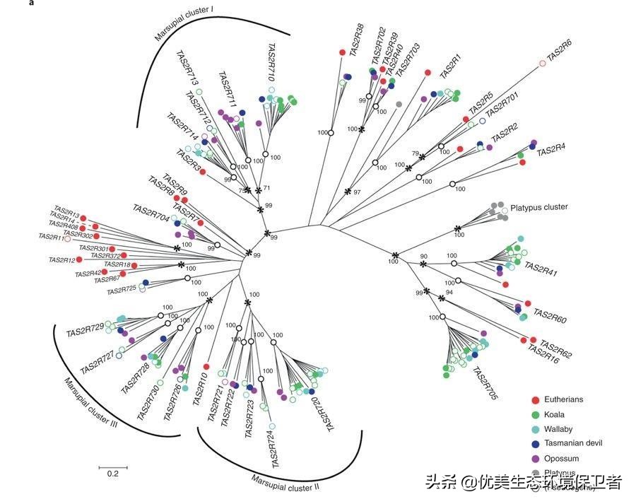 树袋熊的便便为什么是方形的,树袋熊有趣的知识