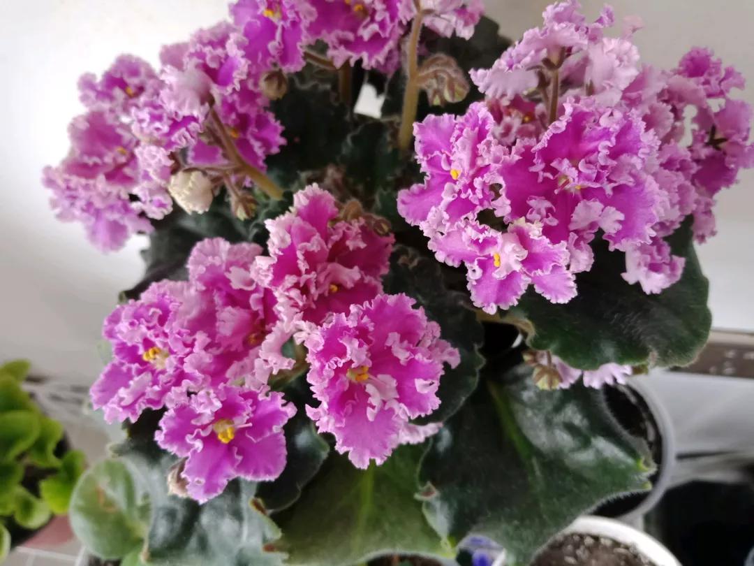 什么花最好养最耐阴,什么花最好种又耐阴